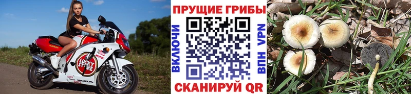 наркота  Элиста  Псилоцибиновые грибы ЛСД 